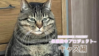 【柴咲コウ 保護猫幸プロジェクト】「キャス編」