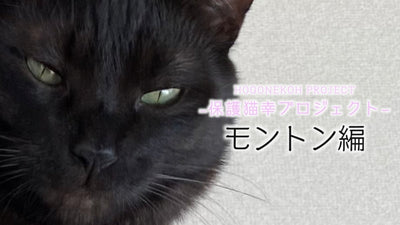 【保護猫幸プロジェクト】スタッフ保護猫ちゃん紹介「モントン編」